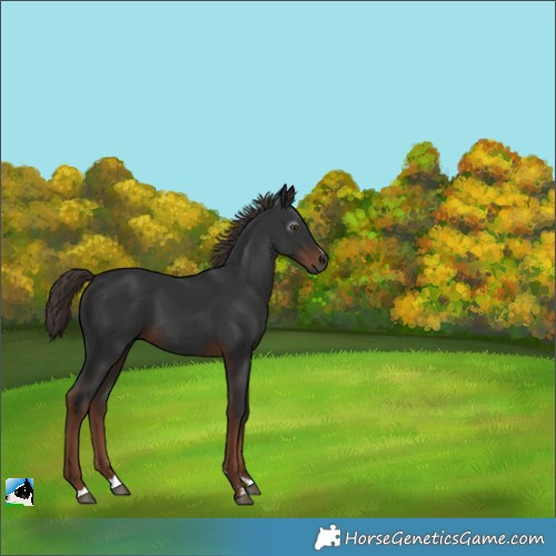 Horse Color:Gray Liver Chestnut 