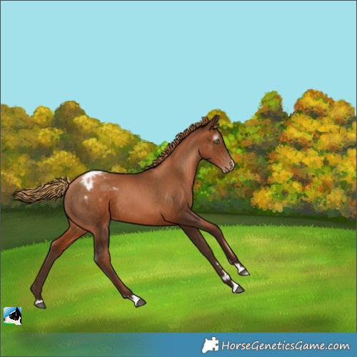 Horse Color:Gray Liver Chestnut Pearl Appaloosa 