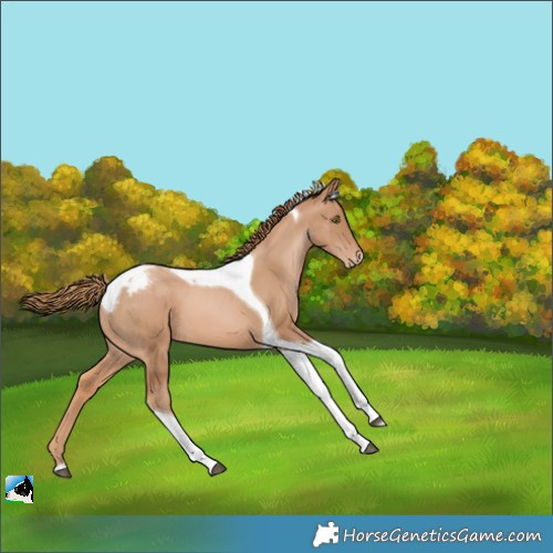Horse Color:Chestnut Pearl Tobiano Appaloosa 