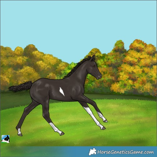 Horse Color:Liver Chestnut Tobiano Appaloosa 