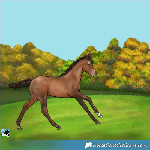 Horse Color:Gray Liver Chestnut Pearl 