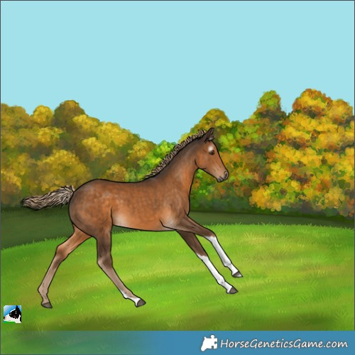 Horse Color:Gray Chocolate Palomino Tobiano 