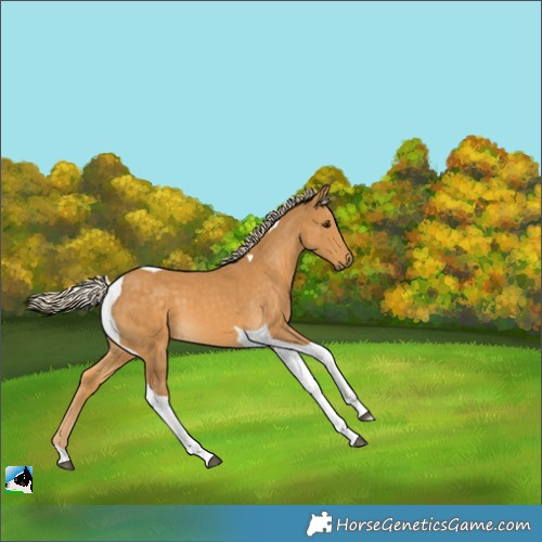 Horse Color:Palomino Tobiano 