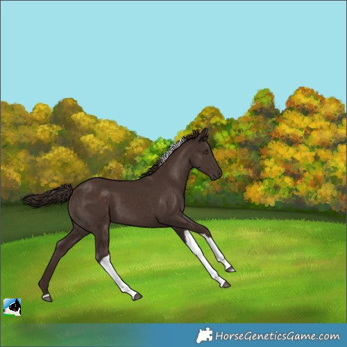 Horse Color:Liver Chestnut Tobiano 