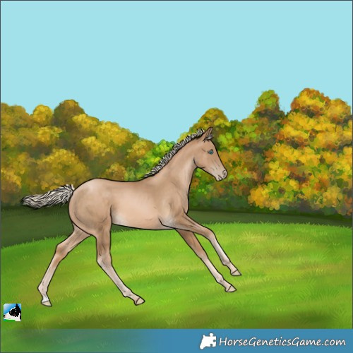 Horse Color:Chocolate Palomino Pearl 