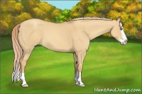 Horse Color:Gold Champagne Dun Splash 
