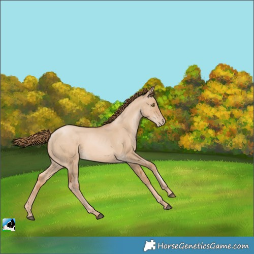 Horse Color:Red Dun Pearl 
