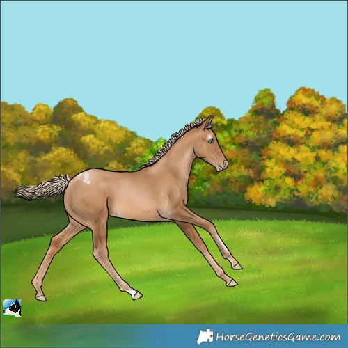 Horse Color:Gray Palomino Pearl Appaloosa 