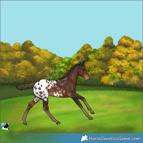 Horse Color:Liver Chestnut Appaloosa 