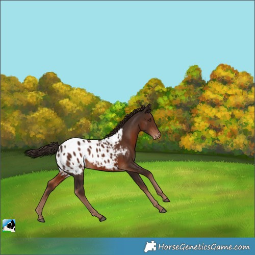 Horse Color:Liver Chestnut Appaloosa 