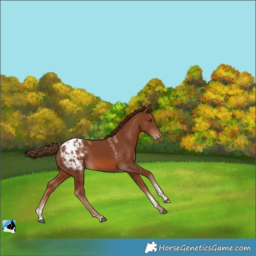 Horse Color:Powder White Chestnut Appaloosa 