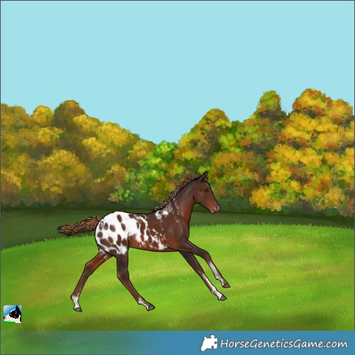 Horse Color:Powder White Liver Chestnut Appaloosa 