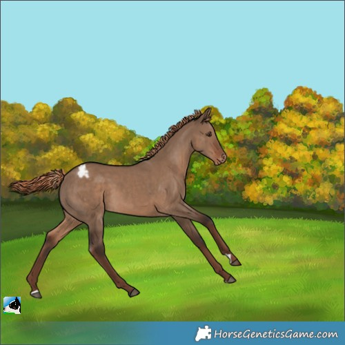 Horse Color:Liver Red Dun Appaloosa 