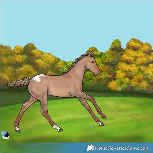 Horse Color:Red Dun Appaloosa 