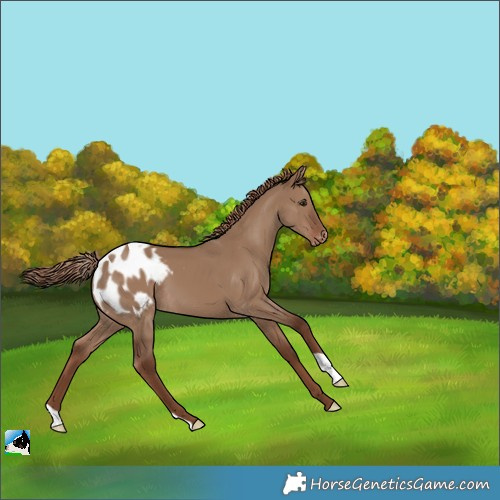 Horse Color:Liver Red Dun Appaloosa 