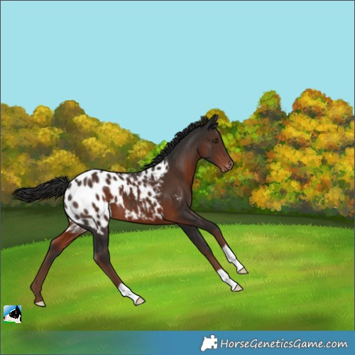 Horse Color:Liver Chestnut Appaloosa 