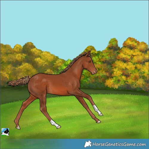 Horse Color:Chestnut Appaloosa 