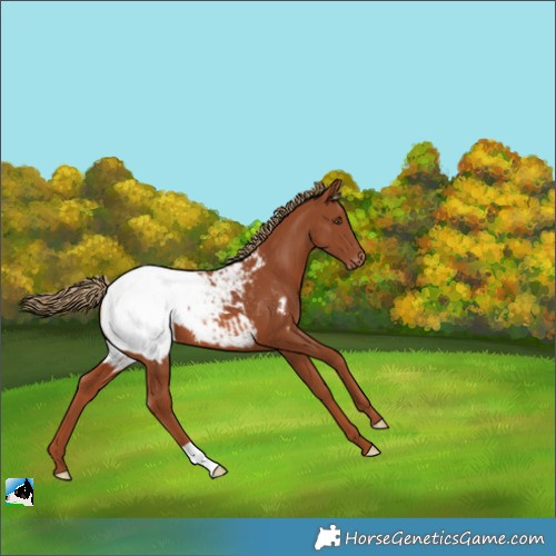 Horse Color:Chestnut Appaloosa 