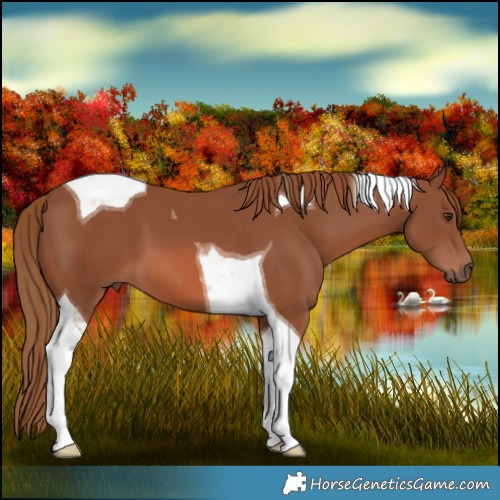 Horse Color:Chestnut Tobiano 