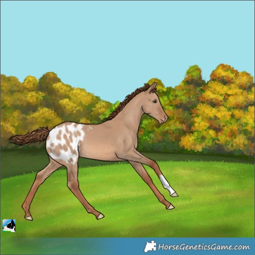 Horse Color:Red Dun Appaloosa 