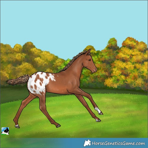 Horse Color:Chestnut Appaloosa 