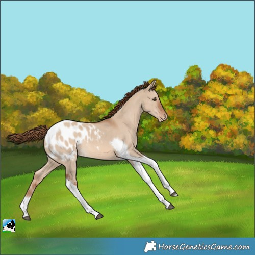 Horse Color:Red Dun Tobiano Appaloosa 