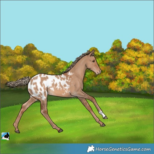 Horse Color:Red Dun Appaloosa 