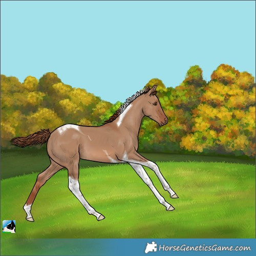Horse Color:Red Dun Tobiano 