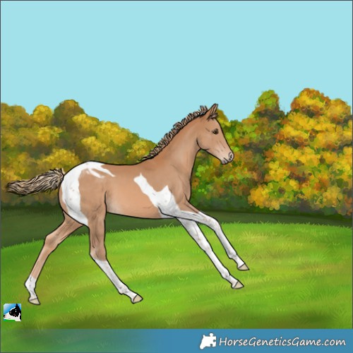 Horse Color:Chestnut Tobiano 