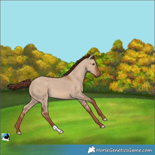 Horse Color:Red Dun 