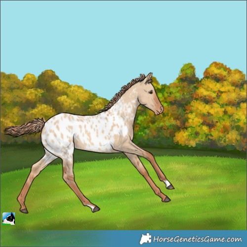 Horse Color:Red Dun Appaloosa 
