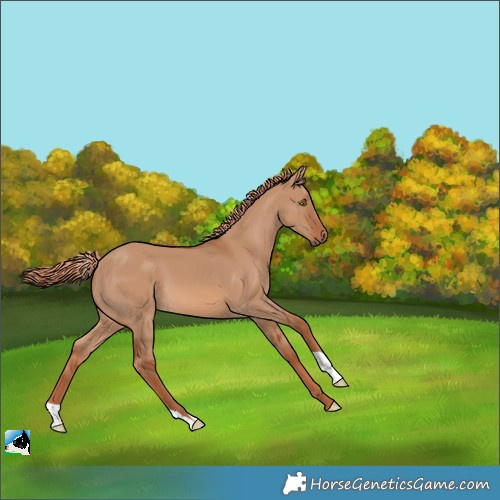 Horse Color:Red Dun 