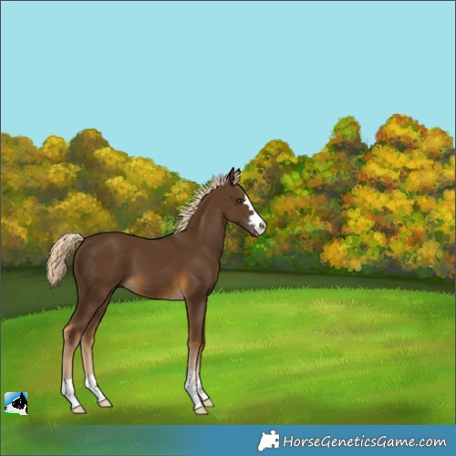 Horse Color:Chocolate Palomino 