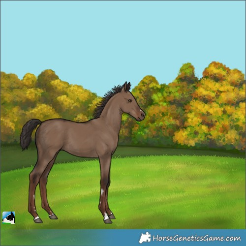 Horse Color:Liver Red Dun 