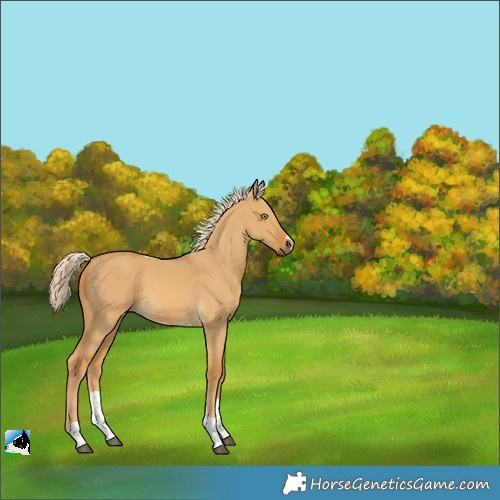 Horse Color:Palomino Dun Tobiano 