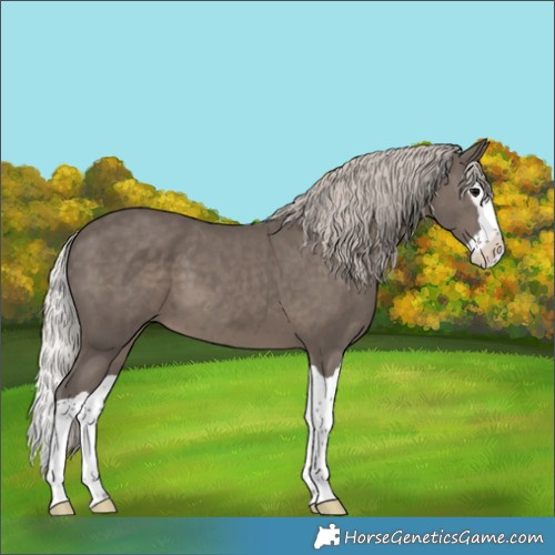 Horse Color:Silver Black Splash 