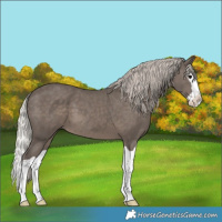 Horse Color:Silver Black Splash 