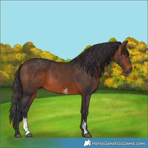 Horse Color:Brown Sabino 
