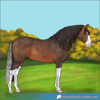 Horse Color:Bay Splash 