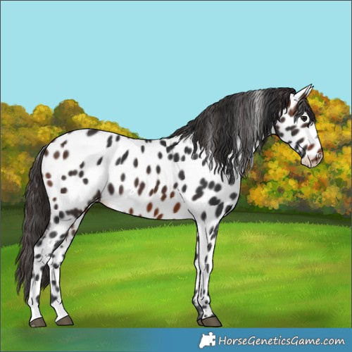 Horse Color:Brown Appaloosa 