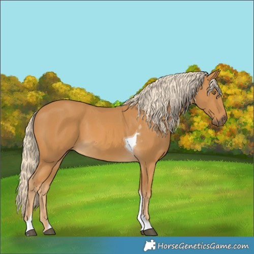 Horse Color:Palomino Tobiano 