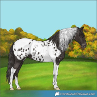 Horse Color:Liver Chestnut Tobiano Near Leopard 