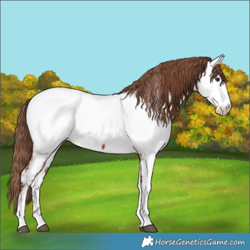Horse Color:Chestnut Tobiano Appaloosa 