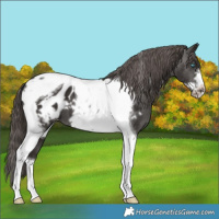 Horse Color:Liver Chestnut Tobiano Frame Near Leopard 