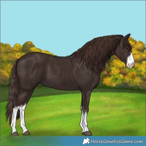Horse Color:White Spotted Liver Chestnut