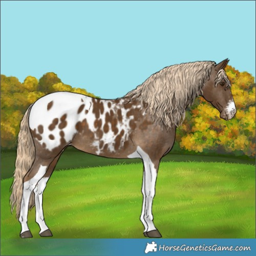 Horse Color:White Spotted Chocolate Palomino Tobiano Appaloosa 