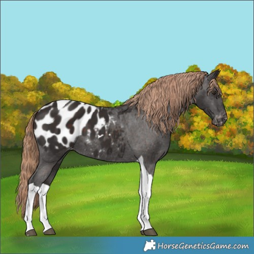 Horse Color:Liver Chestnut Tobiano Appaloosa
