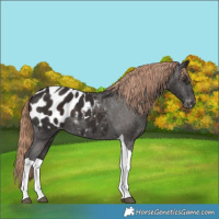 Horse Color:Liver Chestnut Tobiano Blanket