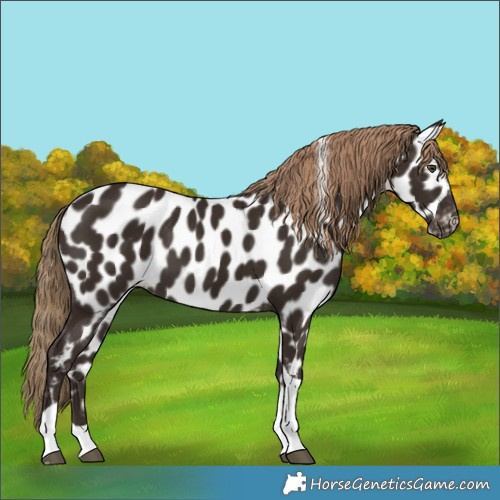 Horse Color:Liver Chestnut Tobiano Appaloosa 