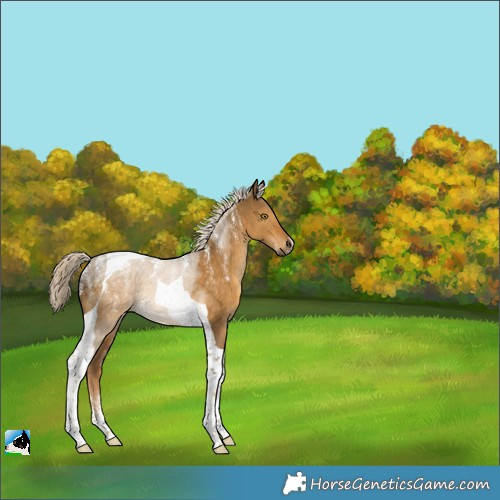 Horse Color:Powder White Chocolate Palomino Dun Tobiano 